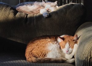 How to send large video on WhatsApp