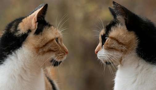 How to Put Two Videos Side by Side