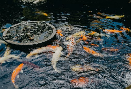 How to Turn Live Photos into Videos