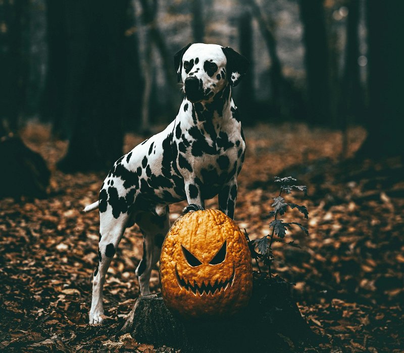 Halloween GIF with pets