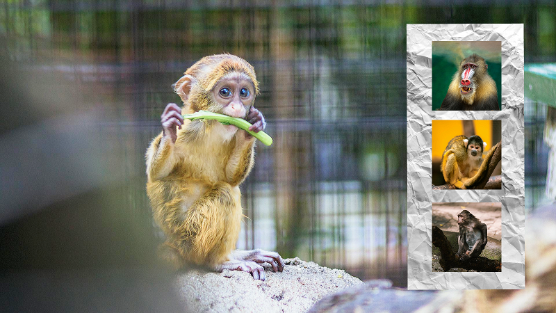 Video overlay Video overlay