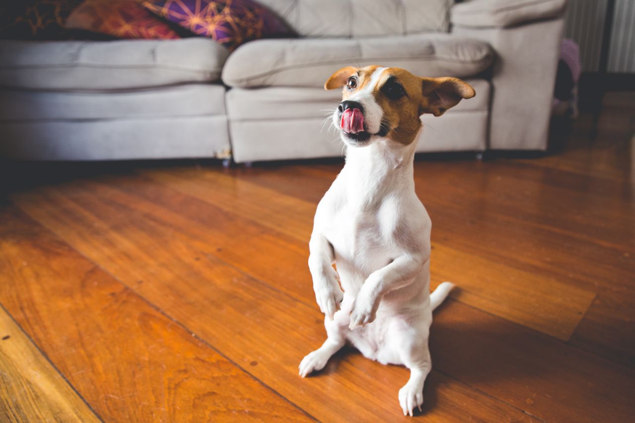 Original indoor dog photo Reference photo for AI video editing